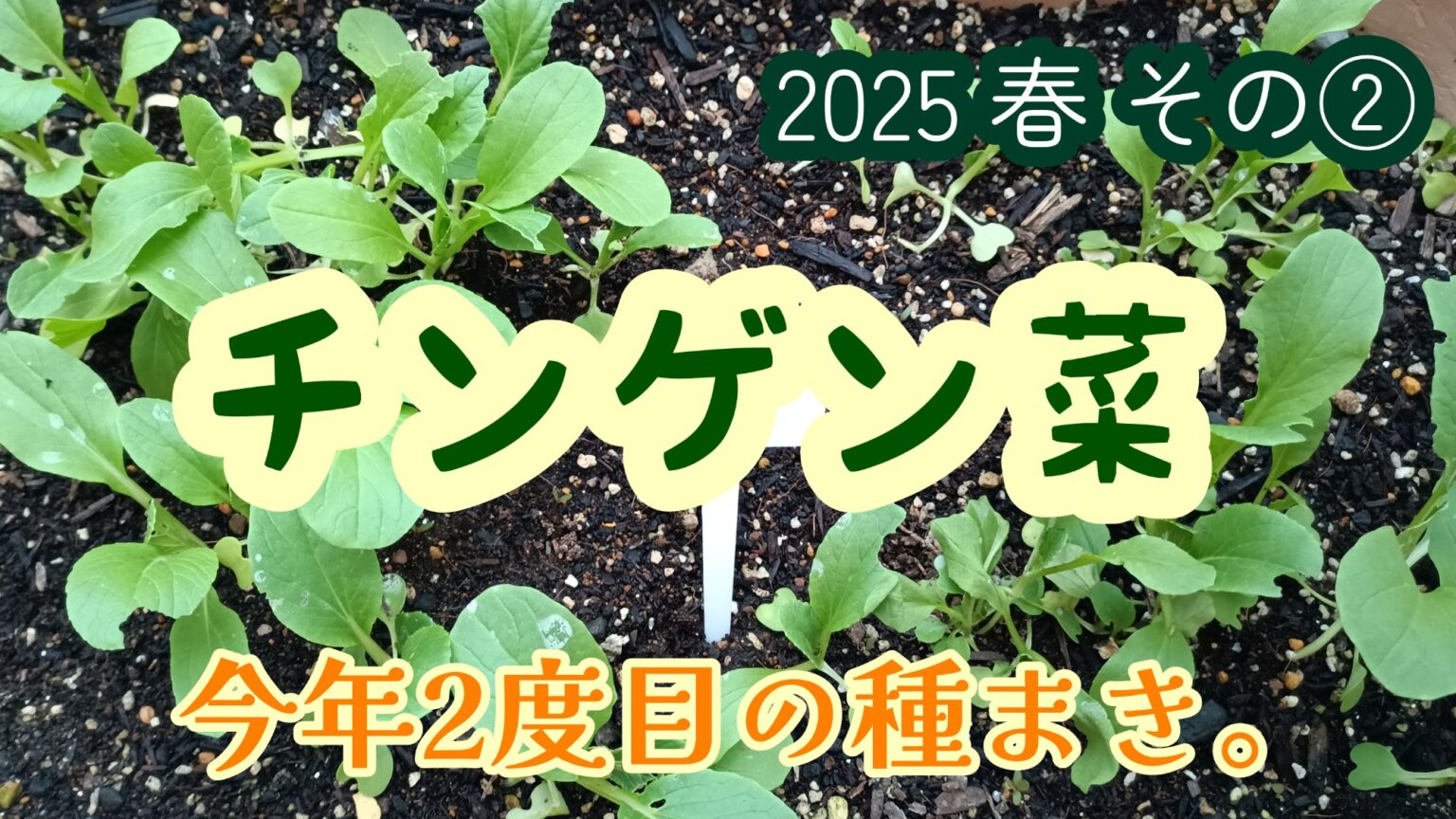 2025年　家庭菜園　チンゲン菜二度目のチャレンジ