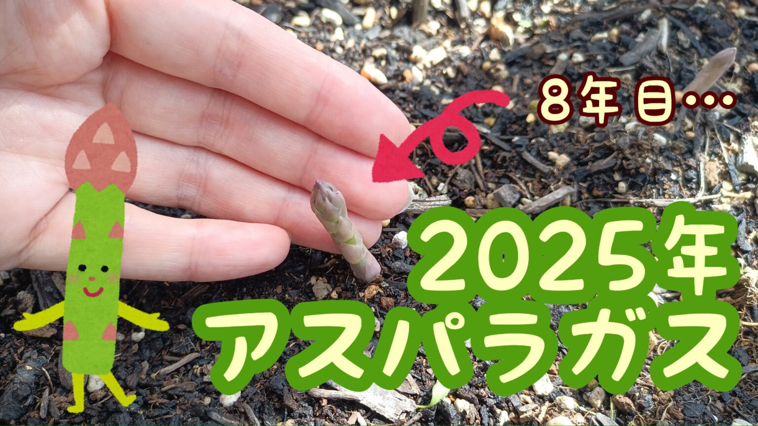 家庭菜園　アスパラガス８年目