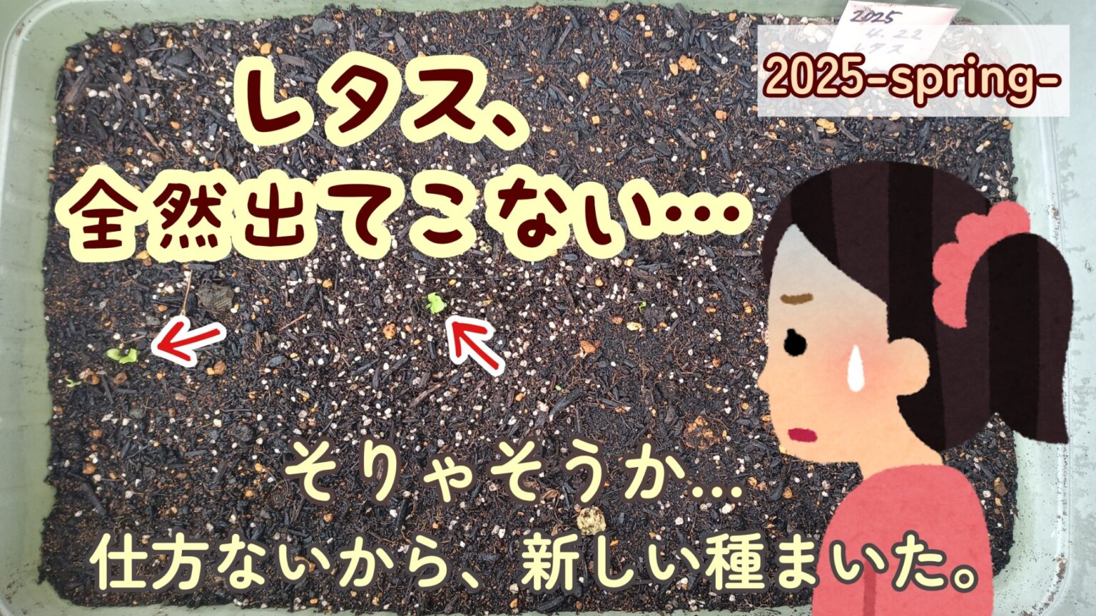 2025年　春　家庭菜園レタス