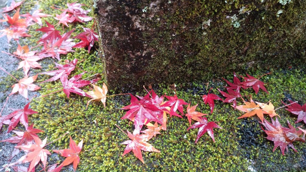 京都 鞍馬寺 緑の苔と赤いもみじのコントラスト