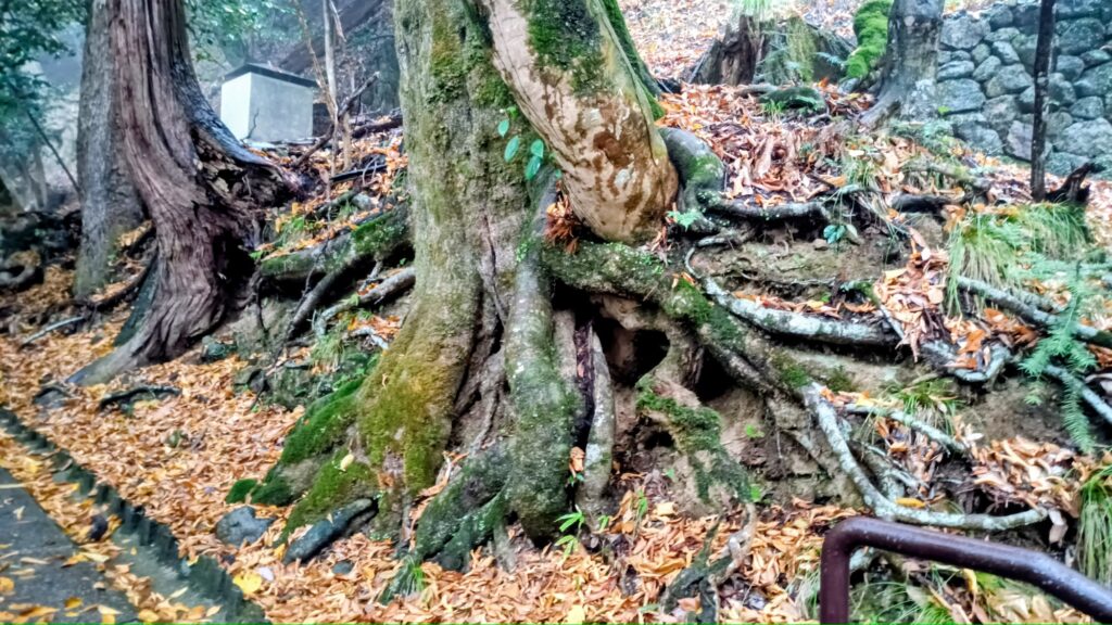 京都 鞍馬寺 木々の根が地上に出ている