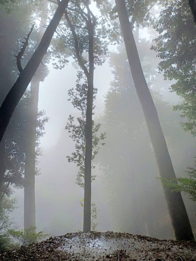 京都 鞍馬寺 霧の中に映える木々が美しい