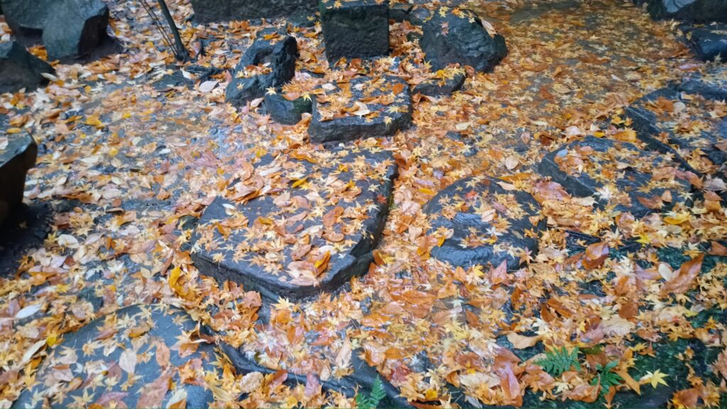 京都 鞍馬寺 赤かったもみじが終わり、黄色いもみじの絨毯に変わる