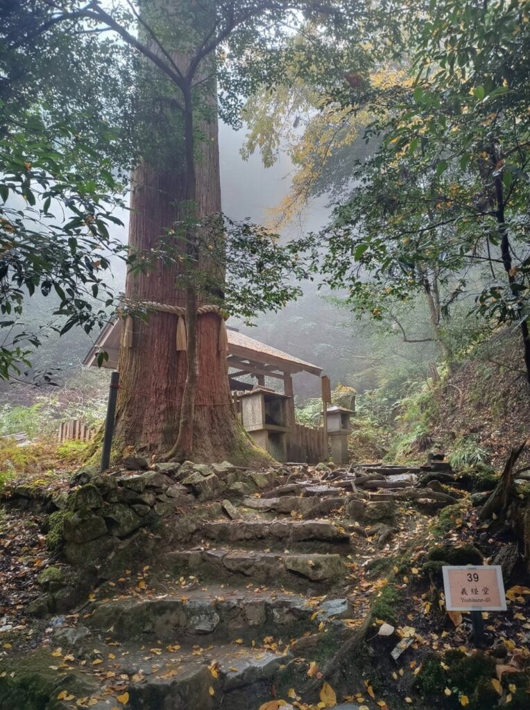 京都 鞍馬寺 義経堂とご神木