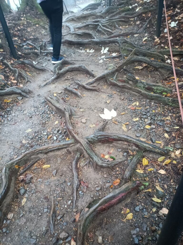 京都 鞍馬寺 木の根がむき出しになっている道