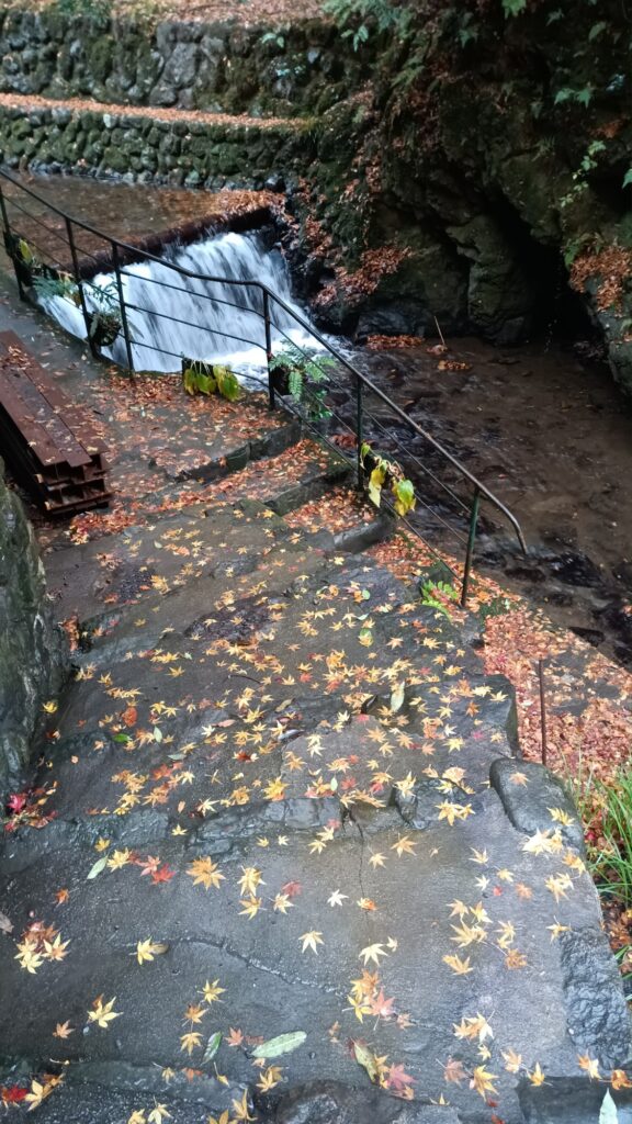 京都 貴船神社 貴船川と石段にお星さまみたいな黄色いもみじ
