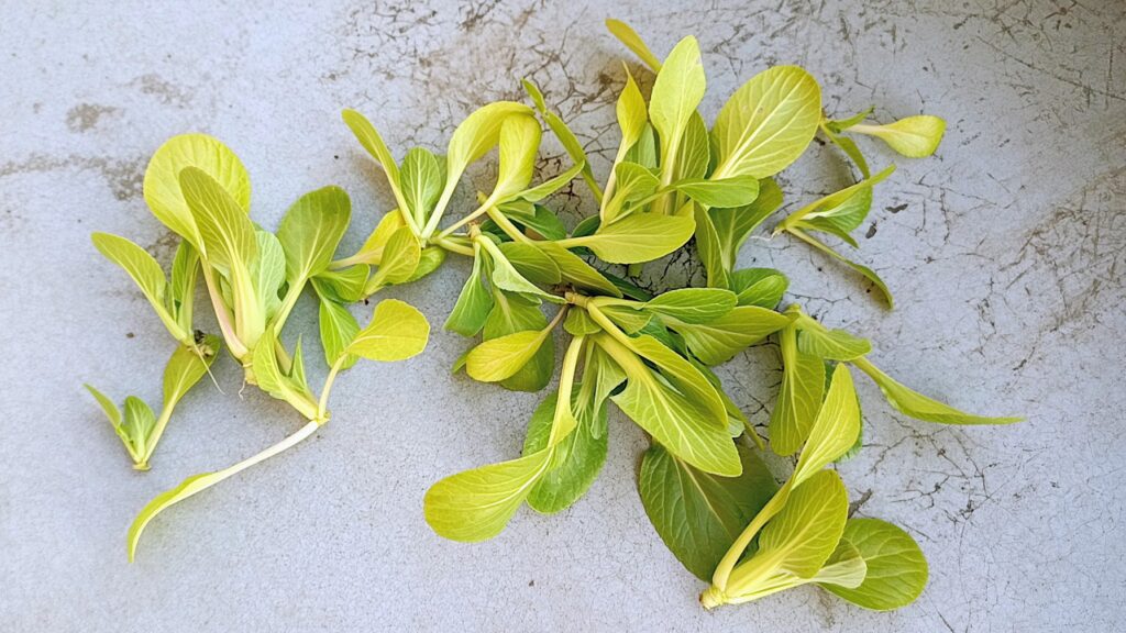 チンゲン菜 2025 12/27