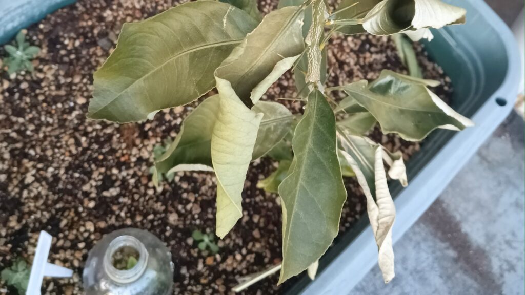 家庭菜園 2026年 外レモンの様子