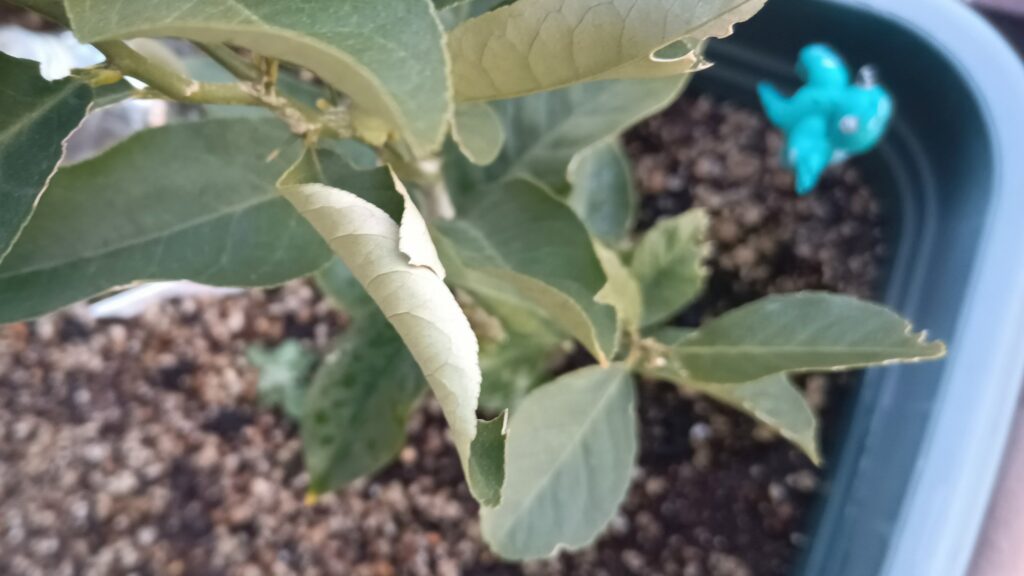 家庭菜園 2026年 外レモンの様子