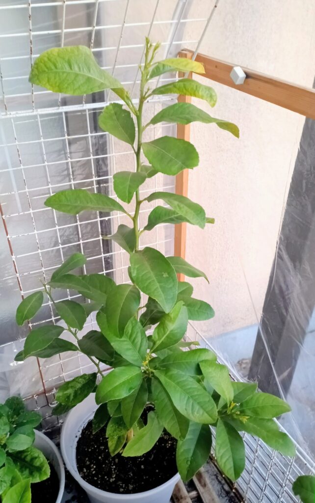 家庭菜園 2026年 自作ハウスのレモンの様子