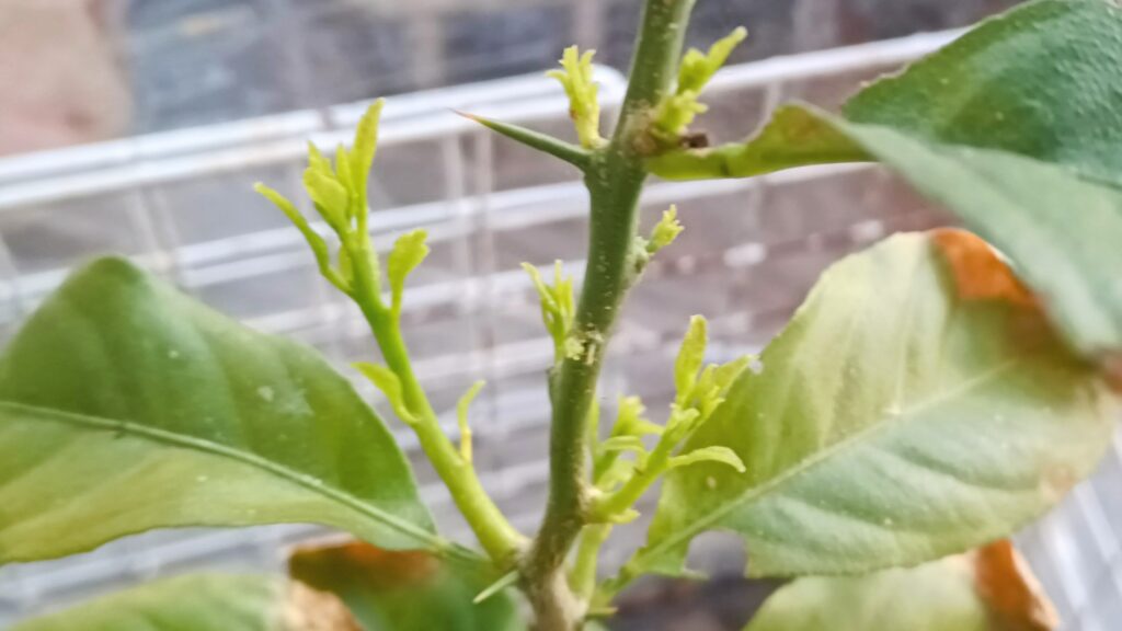 家庭菜園 2026年 自作ハウスのレモンの新葉