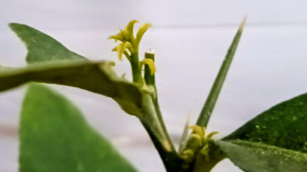 家庭菜園 2026年 自作ハウスのレモンの新葉