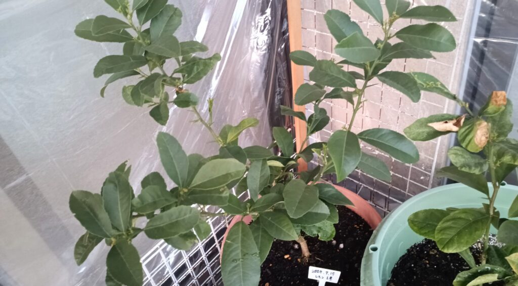 家庭菜園 2026年 外レモンの様子