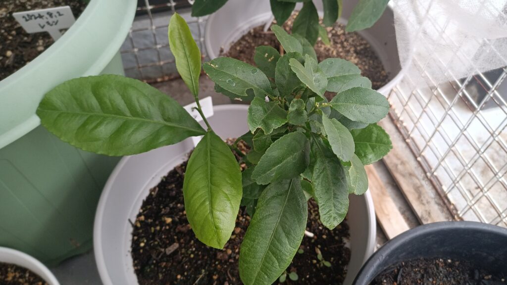 家庭菜園 2026年 自作ハウスのレモンの様子