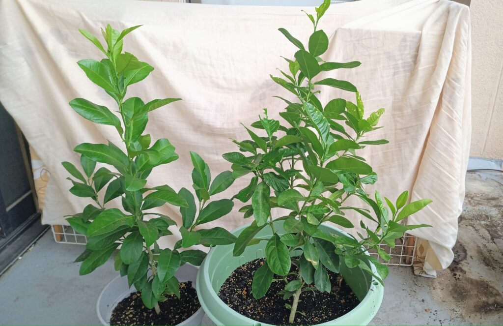 2025年 9月 レモンの比較