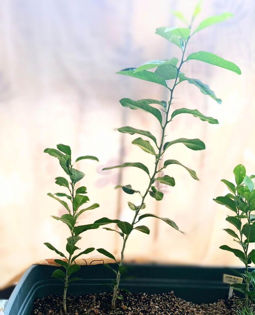 2025年 9月 レモンの比較 まっすぐ伸びる苗木
