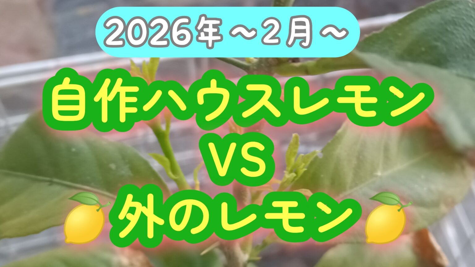 家庭菜園 レモン 2026年2月の様子