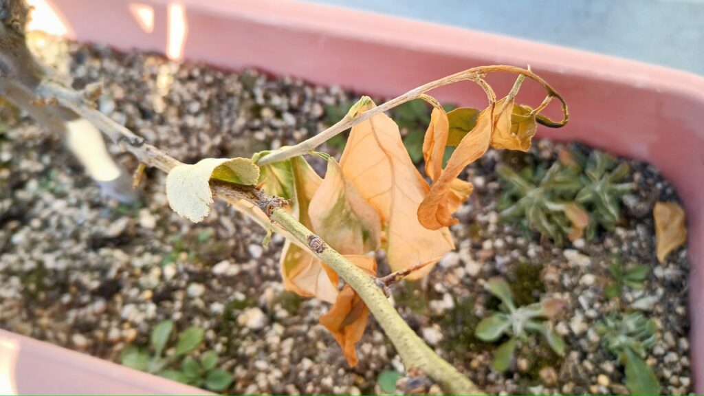 2026年レモン 葉の状況