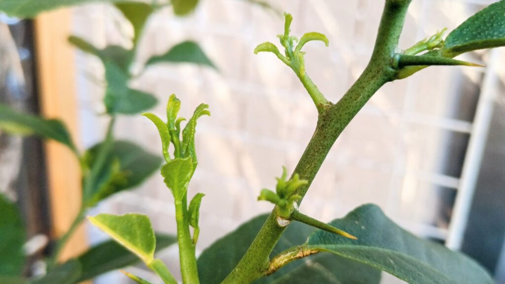 家庭菜園 2026年 自作ハウスのレモンの新葉