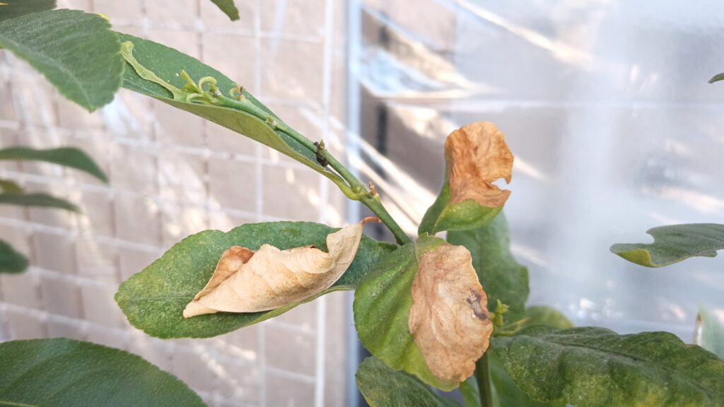 家庭菜園 2026年 自作ハウスのレモン