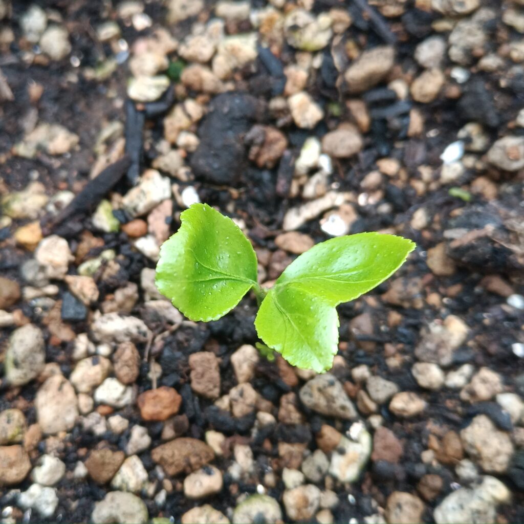 2026年新芽レモン