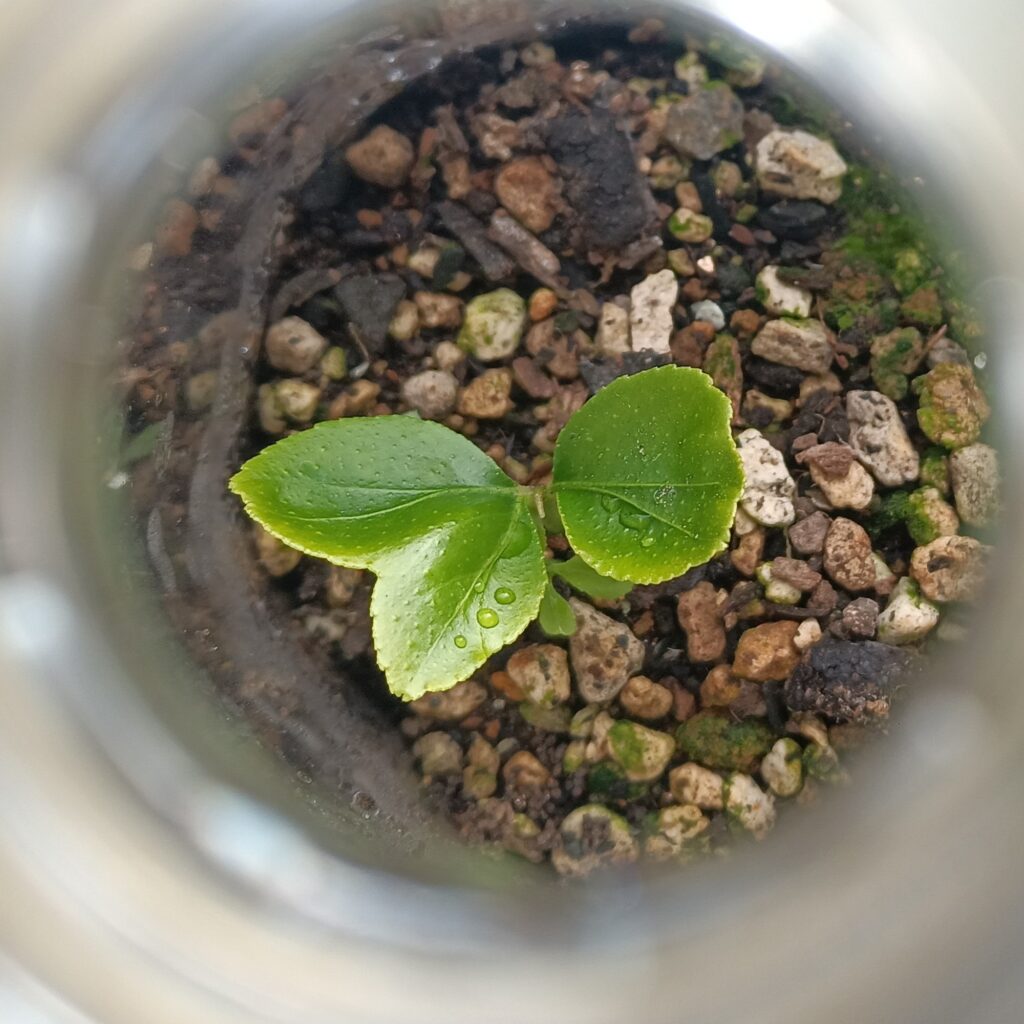 2026年新芽レモン