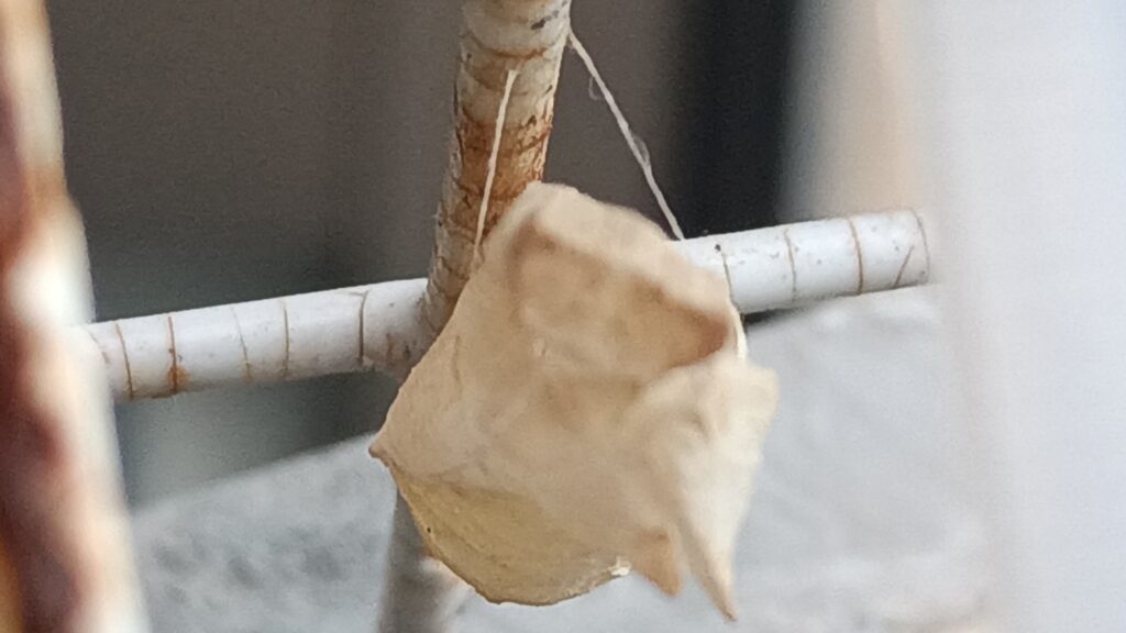 蝶々の蛹の糸強い