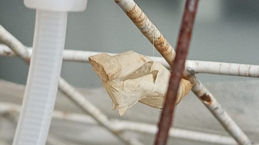 アゲハ蝶の蛹の糸