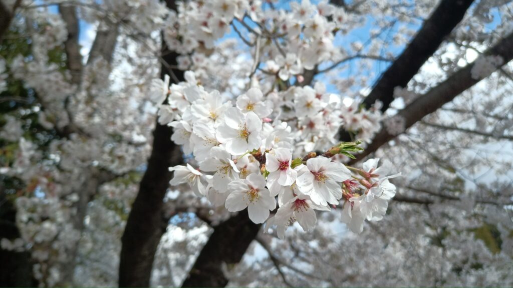2026 桜 満開