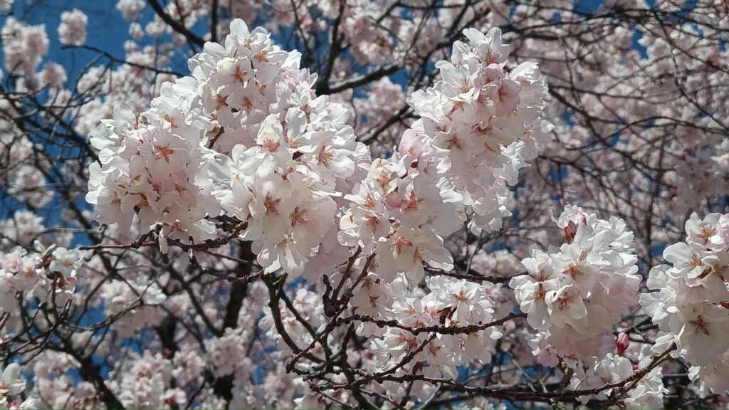 2026年 桜が満開
