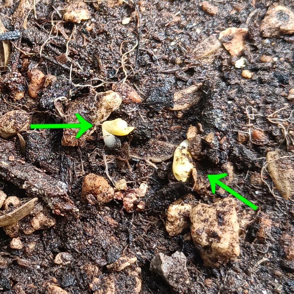 チンゲン菜2026年春 家庭菜園