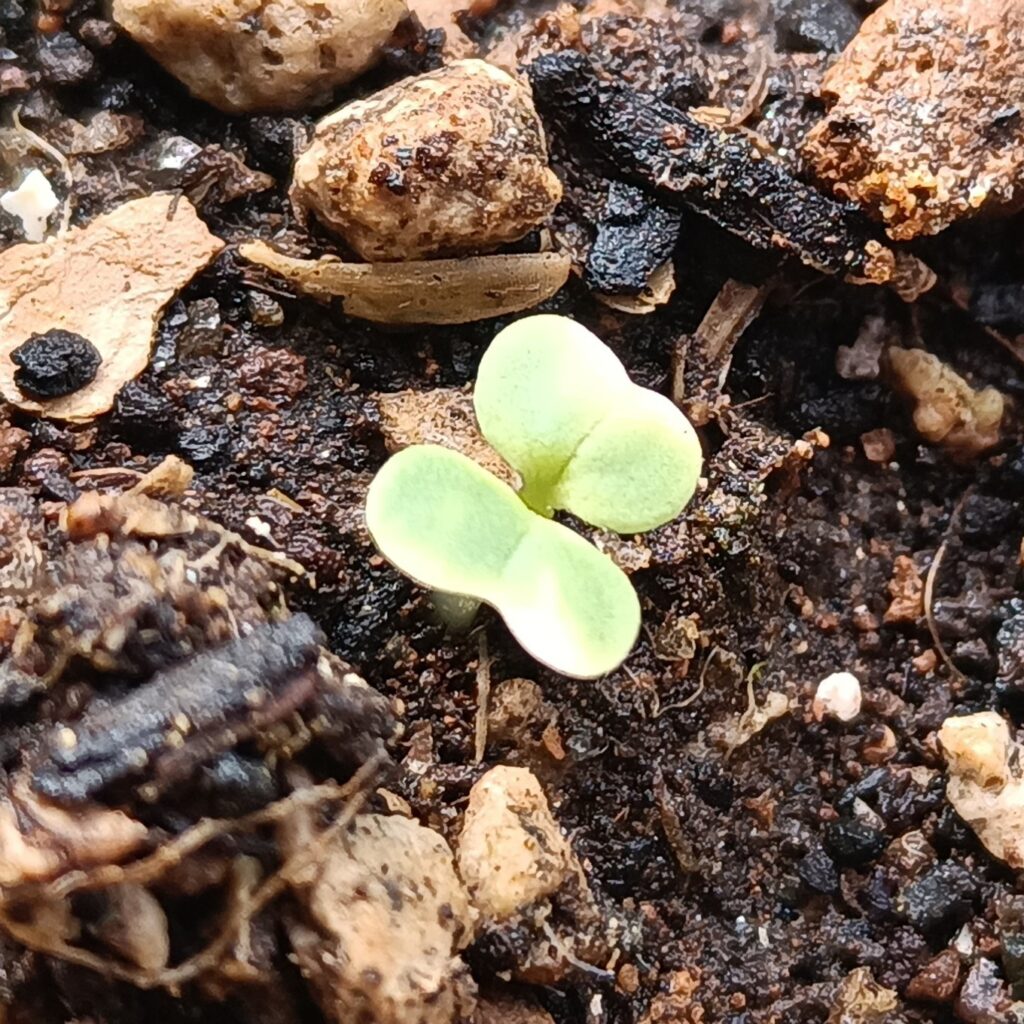 チンゲン菜2026年春 家庭菜園