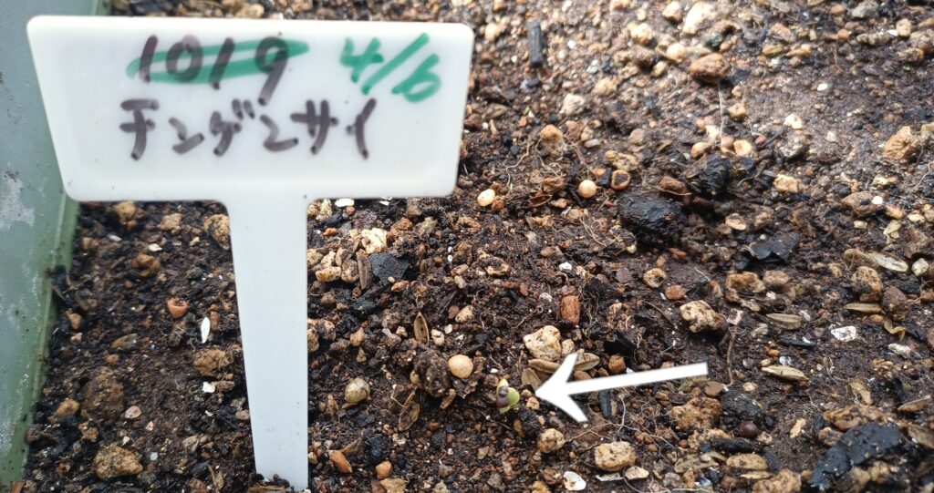 チンゲン菜2026年春 家庭菜園