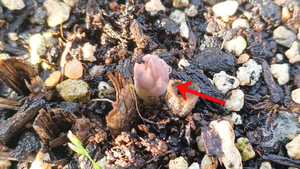 9年目 アスパラガス 初めて食べてみた