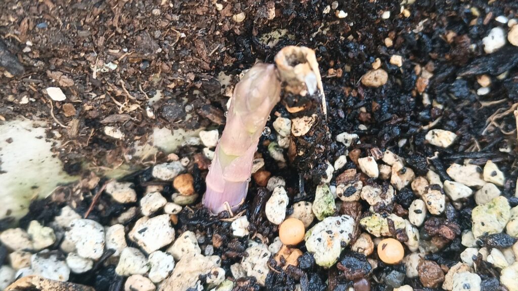 9年目 アスパラガス 初めて食べてみた