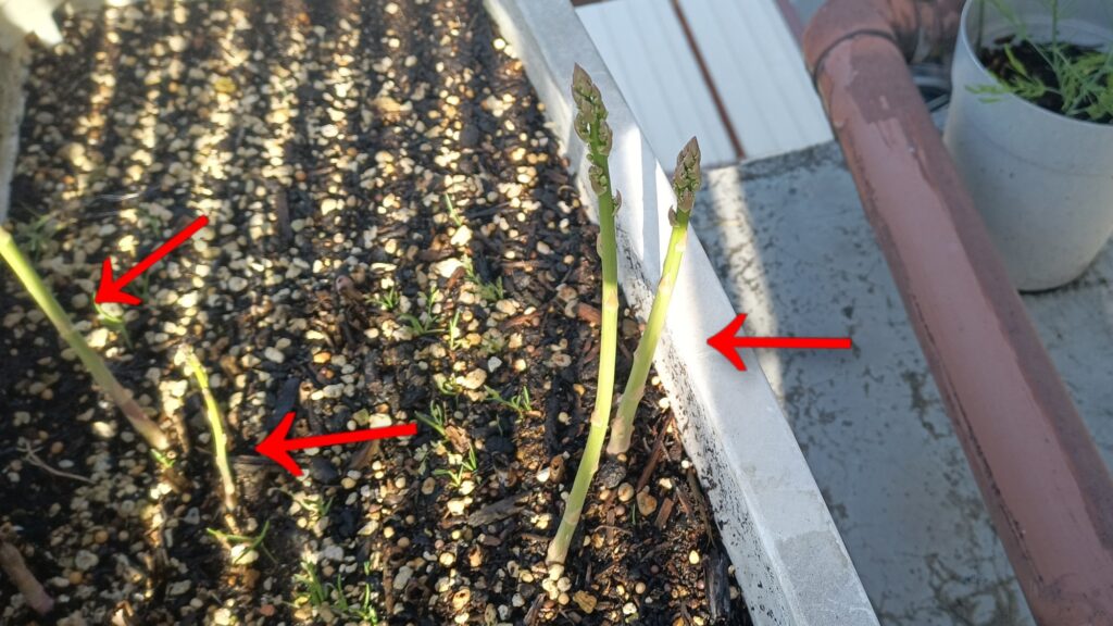 9年目 アスパラガス 初めて食べてみた