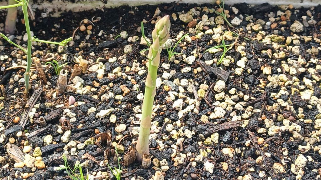 9年目 アスパラガス 初めて食べてみた