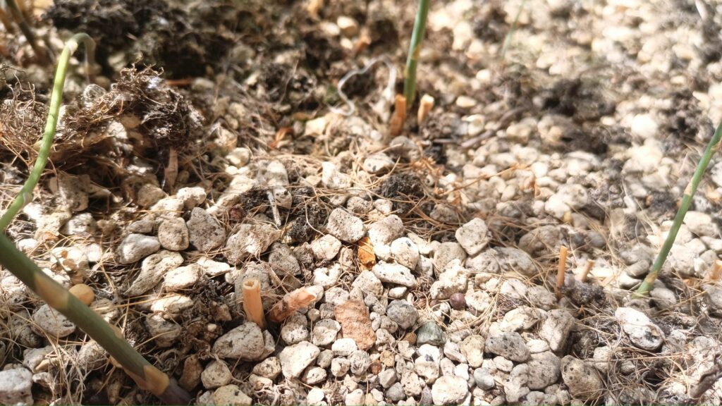 アスパラガス 9年目の反省