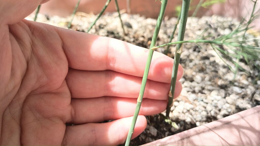 9年目 アスパラガス 初めて食べてみた