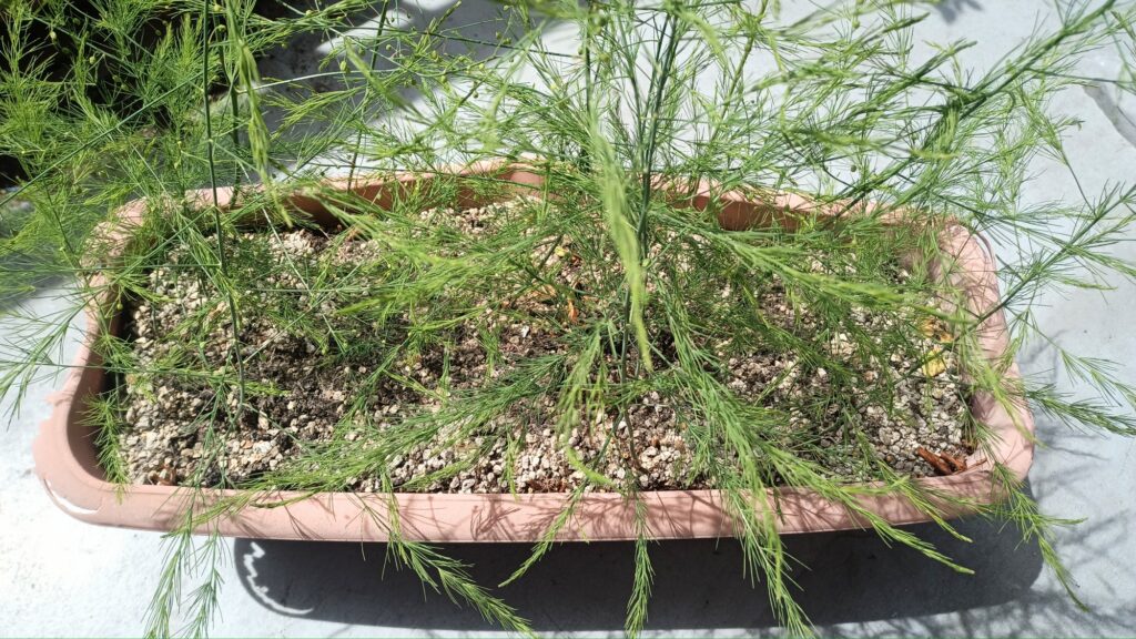 9年目 アスパラガス 初めて食べてみた