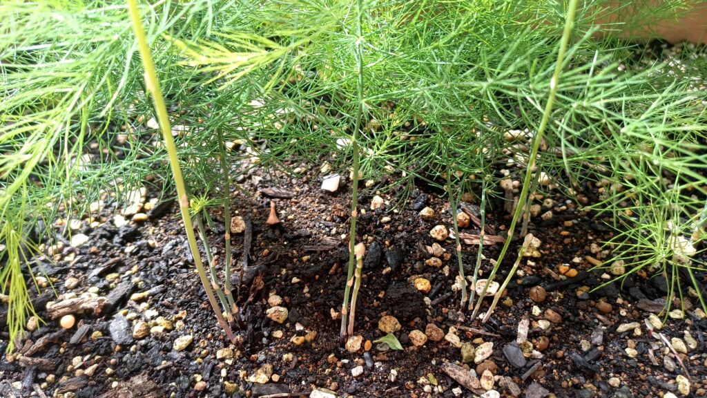 9年目 アスパラガス 初めて食べてみた