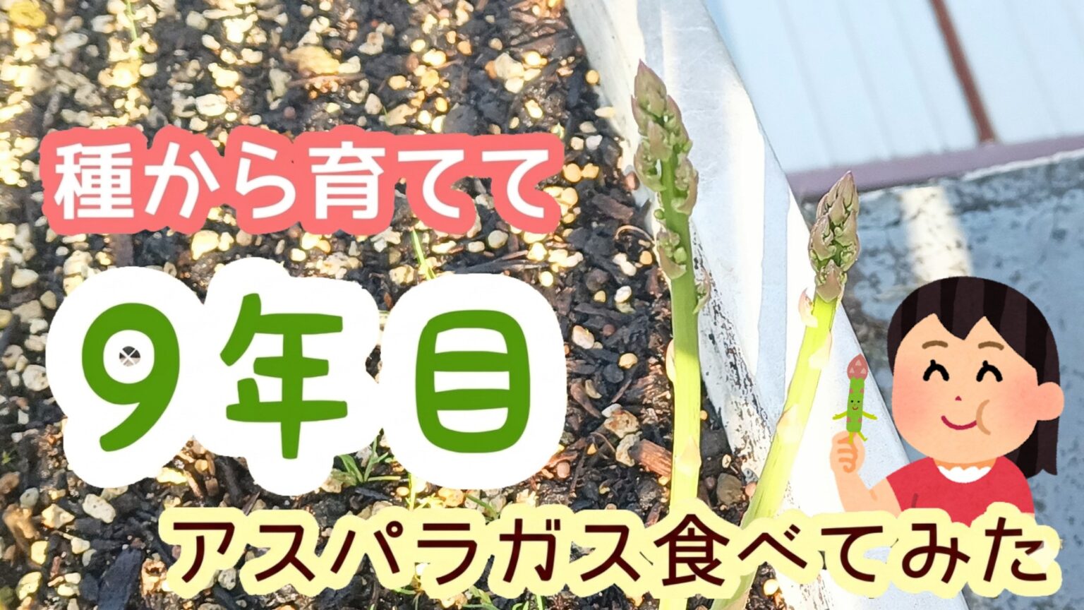 アスパラガス 9年目 食べてみた