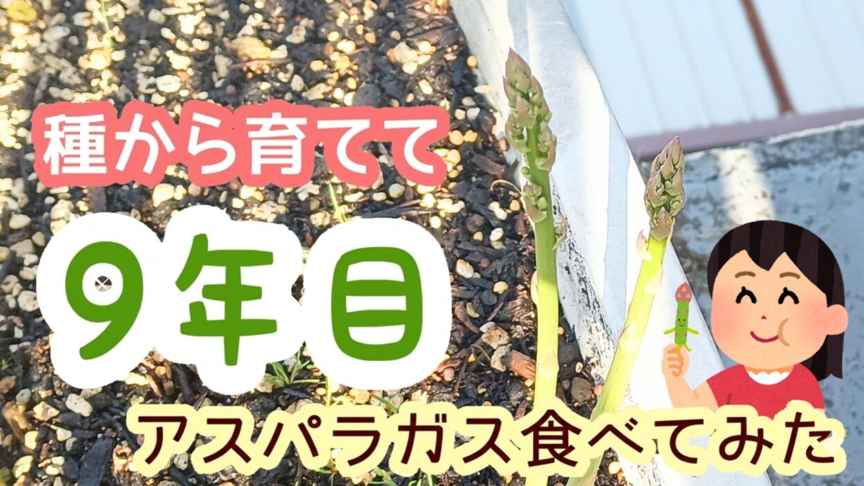 家庭菜園】種から栽培、9年目のアスパラガスを初めて食べてみた