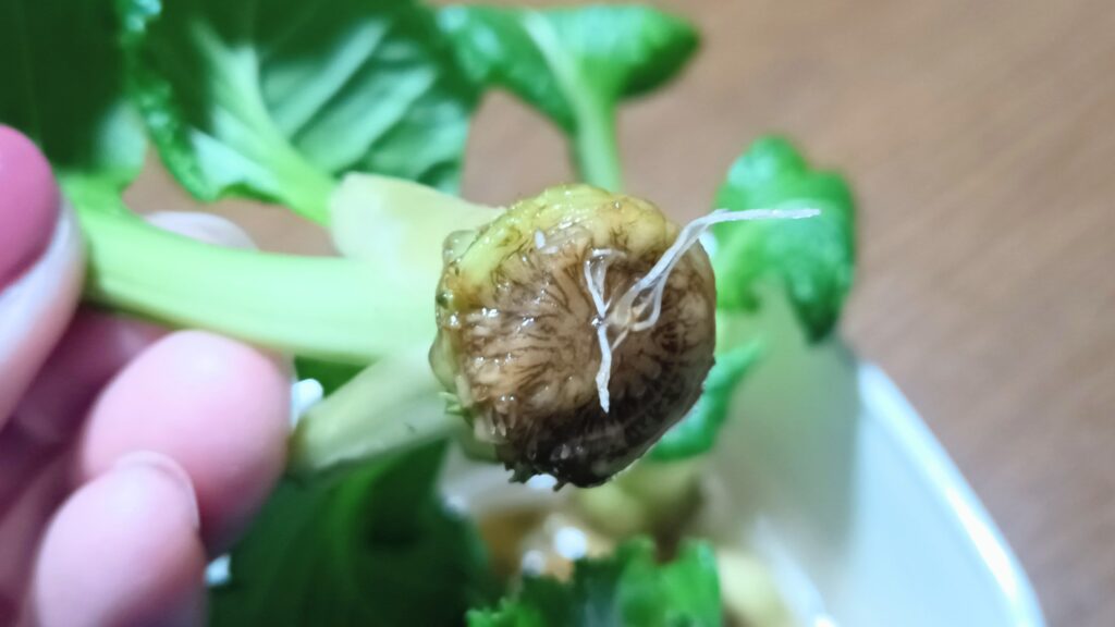 小松菜リボベジ 2026 家庭菜園