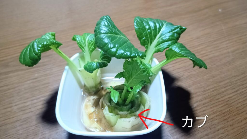 小松菜リボベジ 2026 家庭菜園