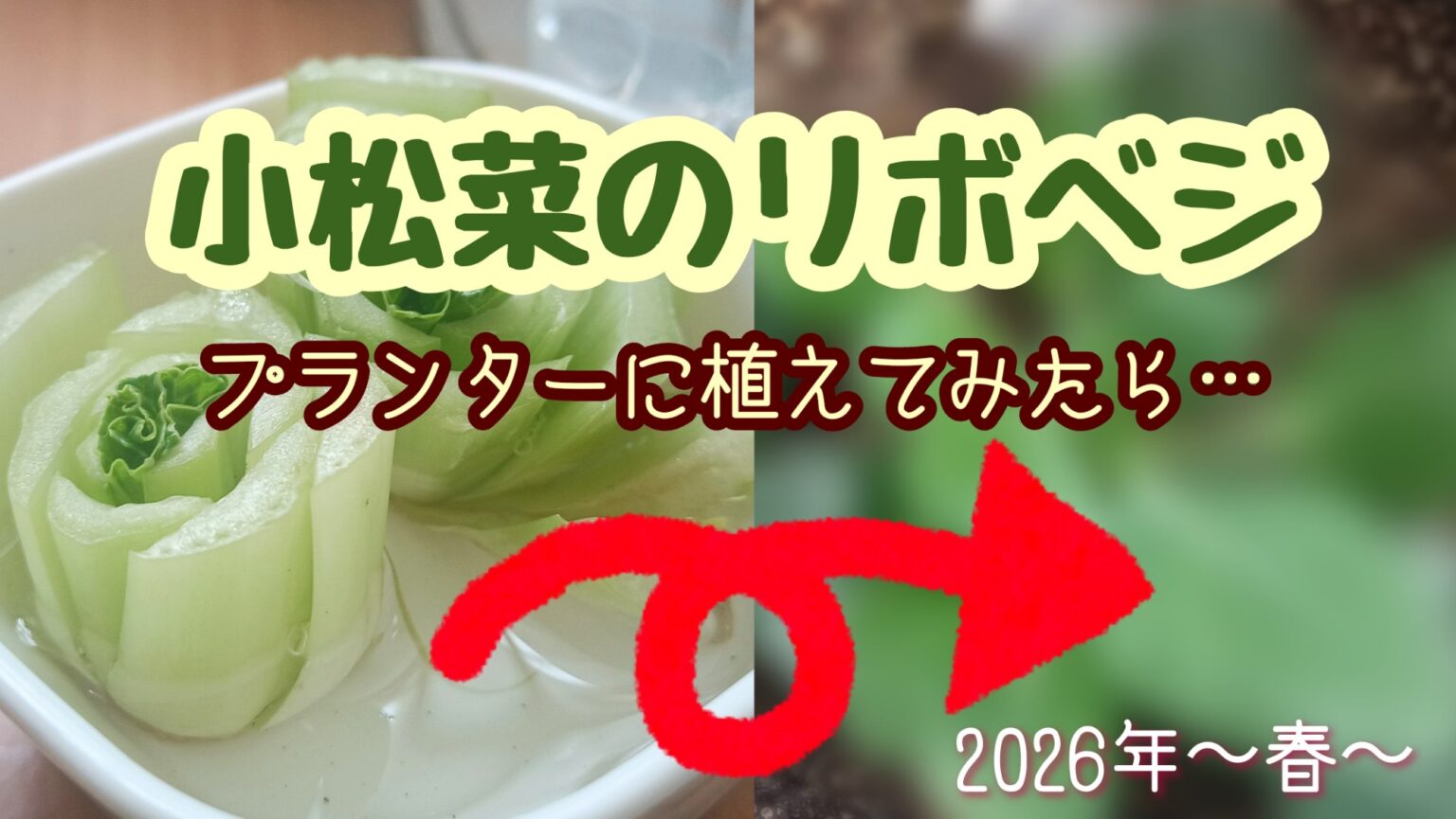 リボベジ 小松菜 家庭菜園 2026