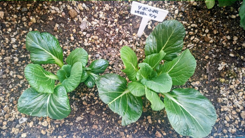 リボベジ 小松菜2026年 家庭菜園