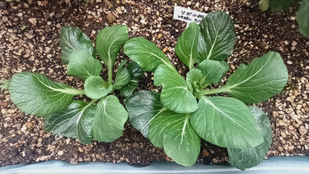 リボベジ 小松菜2026年 家庭菜園