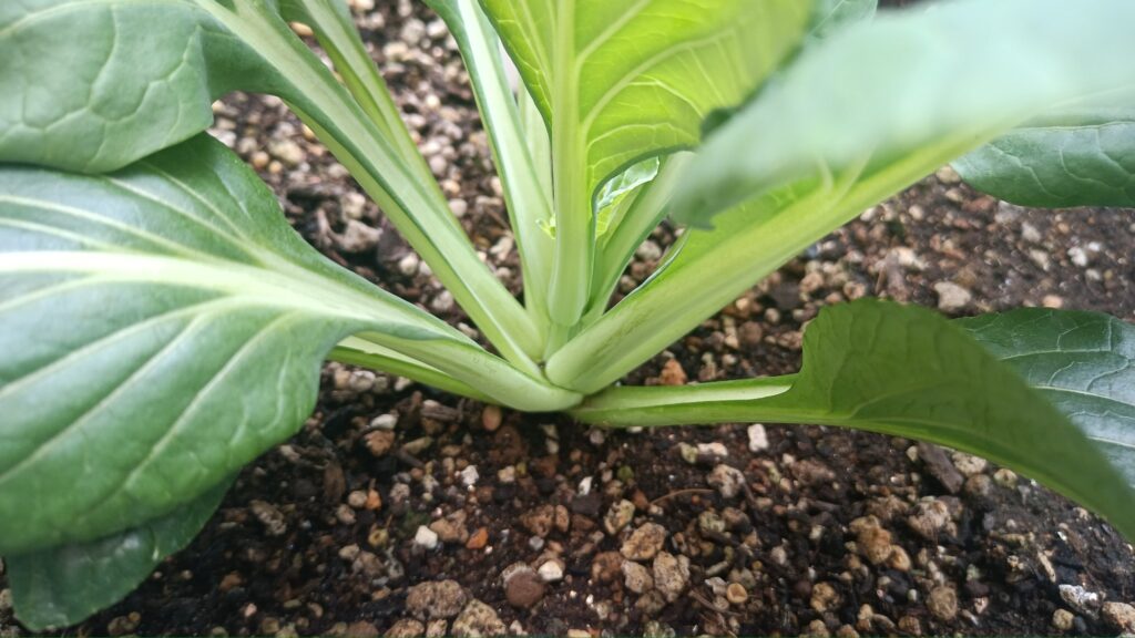 リボベジ 小松菜2026年 家庭菜園