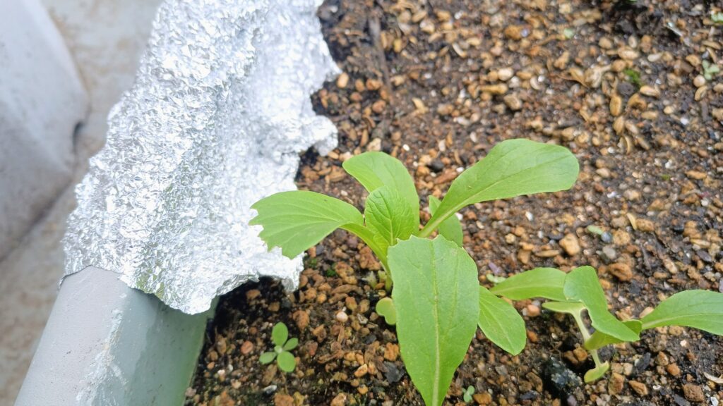 チンゲン菜 2026年 家庭菜園